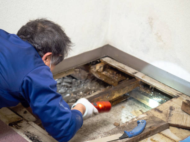 Best Mold Removal Company Near Me  in Oswego, KS
