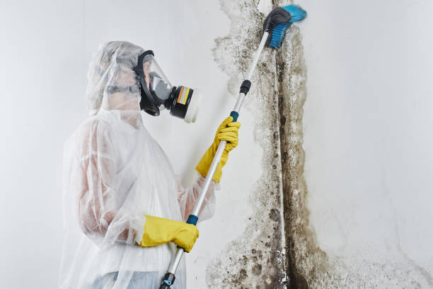 Mold Testing and Removal in Oswego, KS