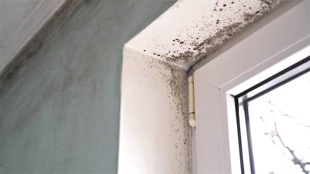 Oswego, KS Mold Removal Company