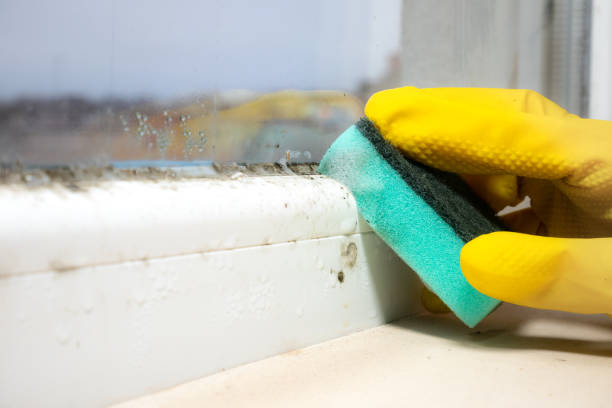 Trusted Oswego, KS Mold Removal Experts