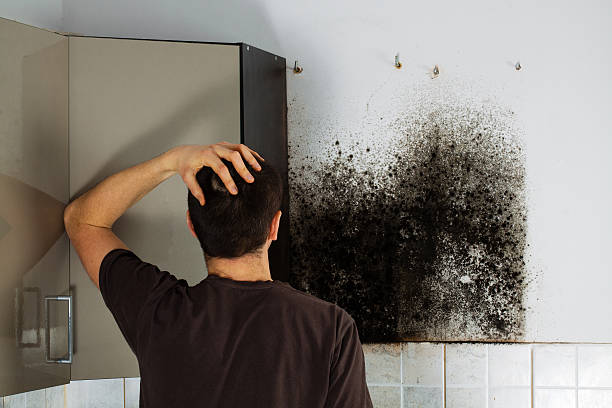 Office Mold Removal Services in Oswego, KS